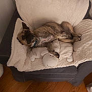 Arnold a rejoint le concours — aidez-le/la à gagner de superbes lots ! dog, brindle, stuffed_toy, armchair, blanket, plush, wood_floor, relaxed, indoor, pet, cozy, furniture, comfort, canine, home, toy, resting, animal, wrapped, couch