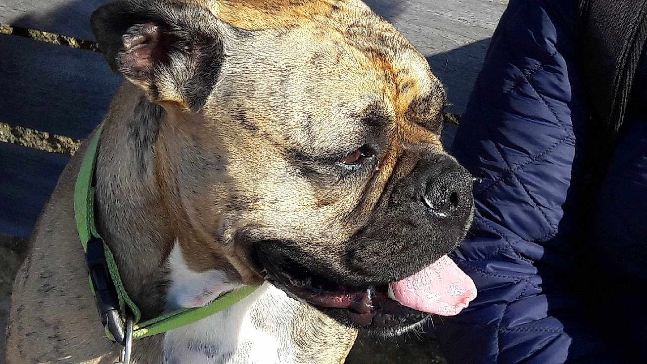 Arnold a rejoint le concours — aidez-le/la à gagner de superbes lots ! dog, brindle, tongue_out, collar, close_up, pet, canine, outdoor, sunlight, animal, muzzle, fur, ears, happy, panting, person, jacket, blue, texture, shadow
