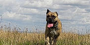 Arnold participe au concours pour gagner de l'argent avec cette photo : dog, outdoor, field, grass, cloudy_sky, animal, pet, running, nature, canine, happy, tongue_out, collar, brown_dog, daytime, wild_grass, playful, mammal, sky, summer