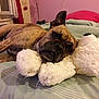 Arnold participe au concours pour gagner de l'argent avec cette photo : dog, stuffed_animal, bed, brindle, lying_down, cozy, indoor, pillow, pet, relaxed, furniture, soft_toy, canine, resting, domestic_animal, bedroom, blanket, comfort, animal, cute