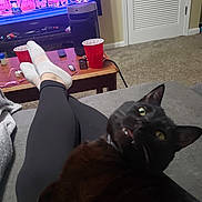 Jasper joined the competition — help win amazing prizes! black_cat, blanket, carpet, cat, coffee_table, couch, door, electronics, feline, furniture, home, indoor, legs, living_room, person, red_cup, relaxing, remote_control, socks, television