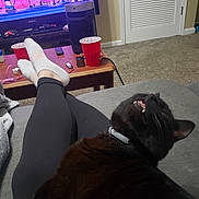Jasper joined the competition — help win amazing prizes! animated_screen, black_cat, black_leggings, blanket, carpet, cat, coffee_table, collar, couch, door, home, indoor, legs, living_room, pet, red_cup, relaxing, remote_control, socks, television