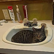 Milo joined the competition — help win amazing prizes! cat, tabby_cat, sink, bathroom, countertop, toothpaste, soap, mirror, faucet, domestic_animal, pet, animal, relaxed, feline, indoor, curled_up, striped, household, resting, closeup