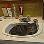 animal, bathroom, cat, closeup, countertop, curled_up, domestic_animal, faucet, feline, household, indoor, mirror, pet, relaxed, resting, sink, soap, striped, tabby_cat, toothpaste