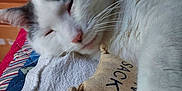 Marathon is registered to the contest to win money with this photo: animal, blanket, cat, catnip, closeup, cozy, cuddling, fabric_toy, feline, grey_cat, home, indoor, pet, quilt, relaxed, resting, sleepy, soft, whiskers, white_cat