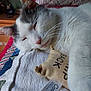 Marathon is registered to the contest to win money with this photo: cat, pet, sleepy, quilt, blanket, fabric_toy, catnip, indoor, closeup, white_cat, grey_cat, whiskers, soft, relaxed, cuddling, feline, resting, cozy, home, animal