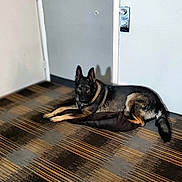 Jynx joined the competition — help win amazing prizes! animal, black, brown, calm, carpet, dog, domestic, door, ears_up, floor, fur, german_shepherd, home, indoor, laying_down, looking, pet, quiet, relaxed, shadow