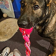 Jynx joined the competition — help win amazing prizes! dog, toy, rope_toy, indoor, carpet, sock, foot, shoes, furniture, plastic_drawer, table, pet, playful, brown_dog, closeup, floor, tattoo, black_and_brown, canine, pet_toy