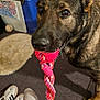 dog, toy, rope_toy, indoor, carpet, sock, foot, shoes, furniture, plastic_drawer, table, pet, playful, brown_dog, closeup, floor, tattoo, black_and_brown, canine, pet_toy