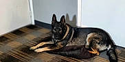 Jynx is registered to the contest to win money with this photo: dog, german_shepherd, indoor, carpet, door, pet, animal, lying_down, shadow, floor, wall, resting, alert, canine, domestic_animal, brown, black, fur, quiet, calm