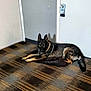 dog, german_shepherd, indoor, carpet, door, pet, animal, lying_down, shadow, floor, wall, resting, alert, canine, domestic_animal, brown, black, fur, quiet, calm