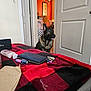 Jynx joined the competition — help win amazing prizes! dog, german_shepherd, indoor, doorway, blanket, red, black, checkered, keys, wallet, laundry_basket, clutter, lamp, ceiling, wall_art, door, carpet, household_items, pet, room