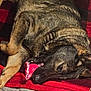 Jynx joined the competition — help win amazing prizes! dog, pet, toy, blanket, rug, indoor, laying_down, furry, brown, black, chew_toy, relaxed, canine, home, carpet, resting, collar, sleepy, animal, comfort