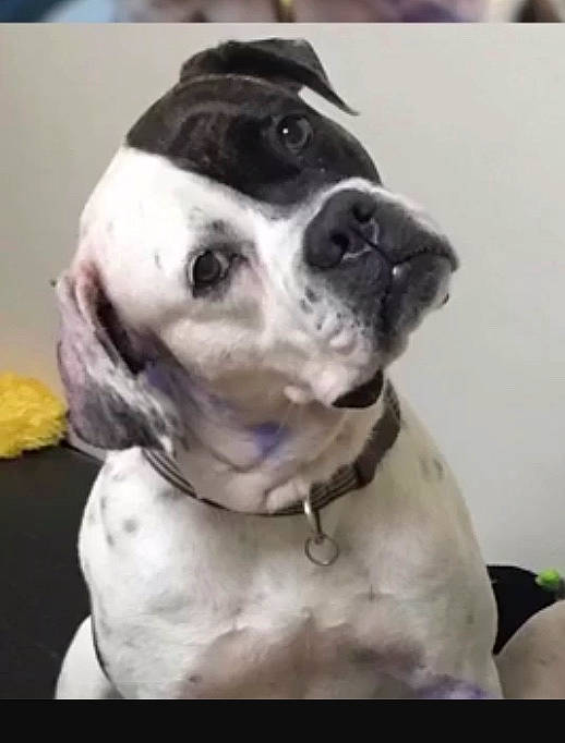 Austin Puppy Powers joined the competition — help win amazing prizes! american_bulldog, american_pit_bull_terrier, american_staffordshire_terrier, boston_terrier, boxer, canidae, carnivore, dog, dog_breed, mammal, non_sporting_group, nose, olde_english_bulldogge, pit_bull, pointer, rare_breed_dog, snout, sporting_group, valley_bulldog, vertebrate