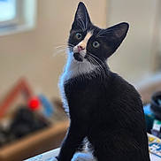 Chairman joined the competition — help win amazing prizes! animal, black_and_white, blurred_background, cat, curious, cute, domestic_animal, ears, eyes, feline, fur, indoor, notebook, pet, portrait, sitting, table, tuxedo_cat, whiskers, young_cat