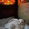 Maya is registered to the contest to win money with this photo: cat, sleeping, fluffy, bed, blanket, cozy, fireplace, warm, indoor, rest, cute, pet, animal, relaxation, fur, paws, peaceful, home, comfort, soft