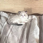 Maya joined the competition — help win amazing prizes! kitten, cat, fluffy, cute, pet, animal, indoor, resting, striped_blanket, texture, soft_light, wooden_background, small, young, feline, cozy, sleepy, domestic, fur, relaxed