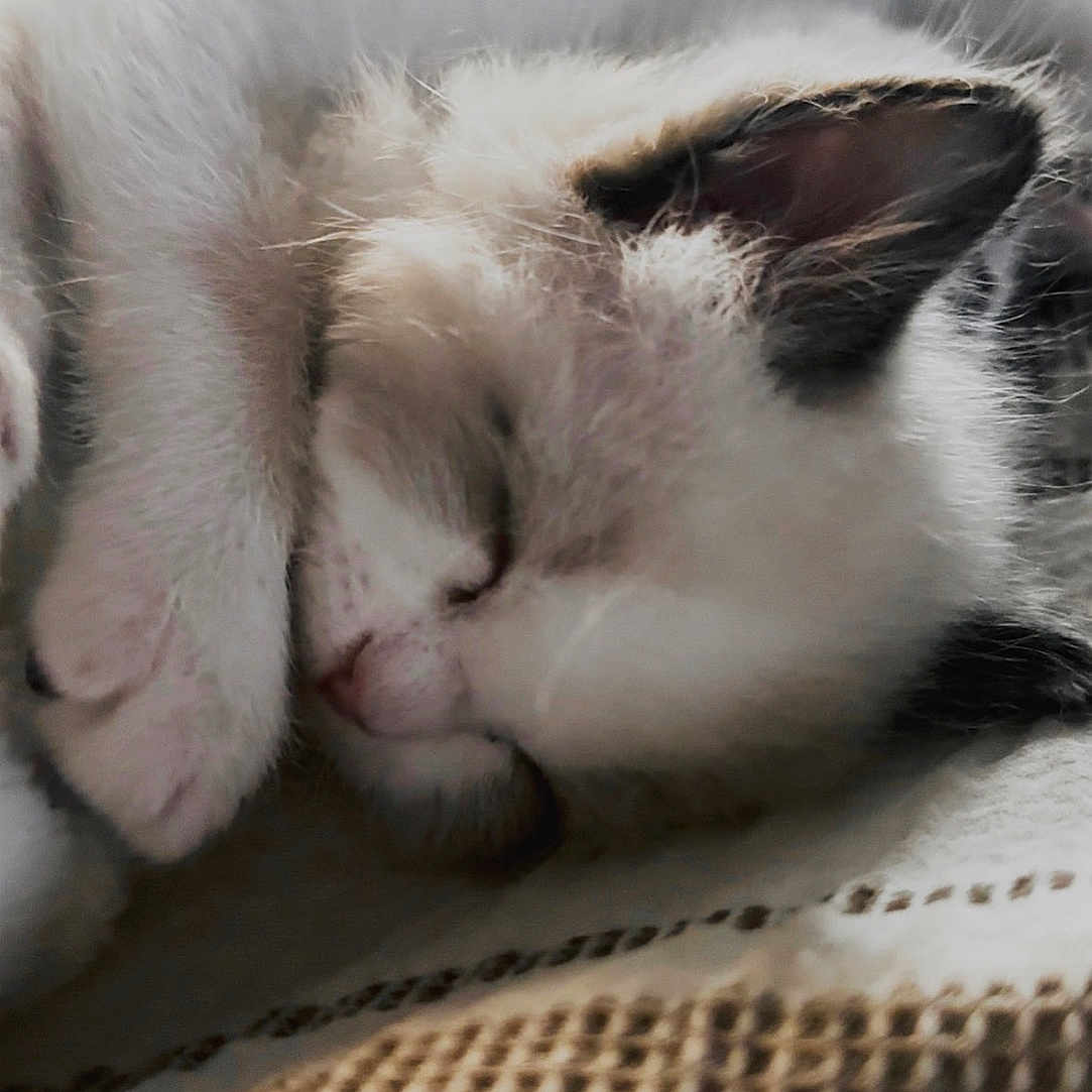 Maya joined the competition — help win amazing prizes! kitten, sleeping, cat, fur, paw, cozy, blanket, rest, cute, pet, animal, indoor, closeup, whiskers, feline, relaxing, soft, adorable, young, napping