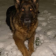 Phoebe participe au concours pour gagner de l'argent avec cette photo : dog, german_shepherd, snow, night, animal, pet, fur, outdoor, winter, canine, guard, lying_down, ears_up, alert, nature, cold, muzzle, paws, watchful, companion