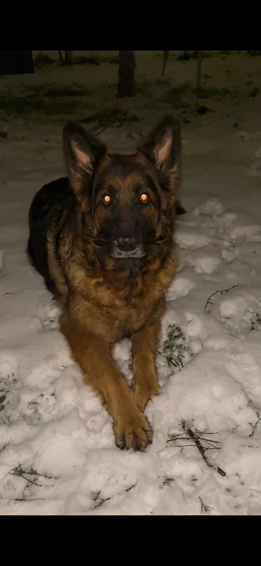 Phoebe participe au concours pour gagner de l'argent avec cette photo : dog, german_shepherd, snow, night, animal, pet, fur, outdoor, winter, canine, guard, lying_down, ears_up, alert, nature, cold, muzzle, paws, watchful, companion
