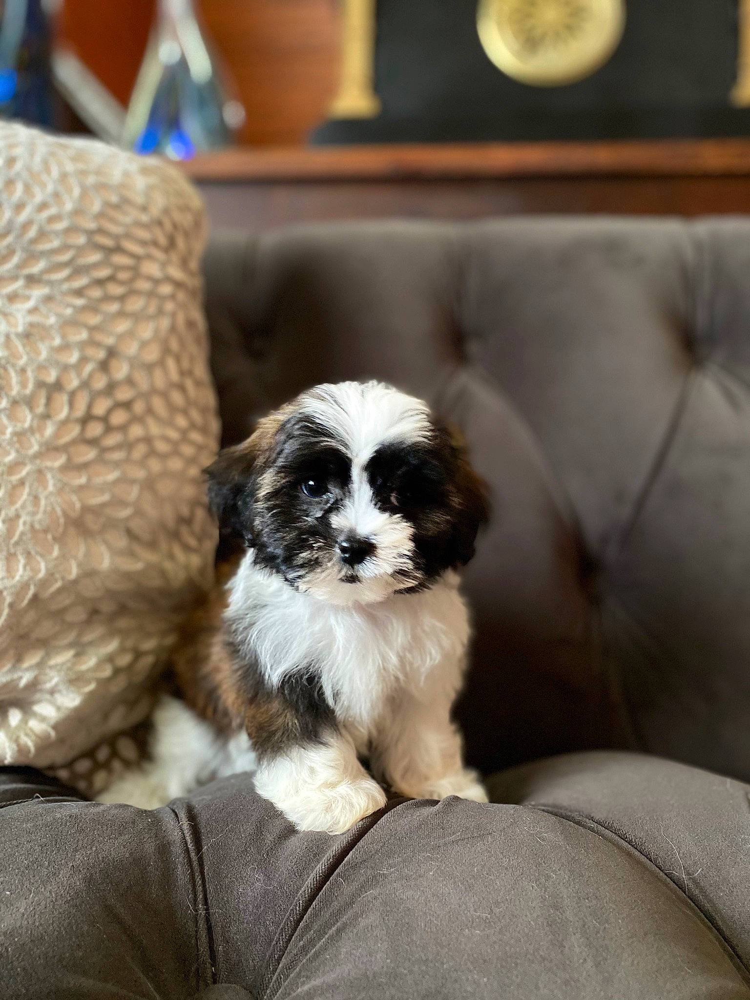 Di'Ogi Chanc Paxton joined the competition — help win amazing prizes! canidae, carnivore, cavachon, cavapoo, chinese_imperial_dog, companion_dog, dog, dog_breed, havanese, kyi_leo, lhasa_apso, mal_shi, maltepoo, mammal, morkie, puppy, shih_poo, shih_tzu, tibetan_terrier, vertebrate