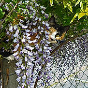 Wizz participe au concours pour gagner de l'argent avec cette photo : animal, branch, calico_cat, cat, closeup, colorful, curious, fence, flora, flowers, garden, green_leaves, nature, outdoor, pet, plant, spring, sunlight, wildlife, wisteria