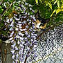 animal, branch, calico_cat, cat, closeup, colorful, curious, fence, flora, flowers, garden, green_leaves, nature, outdoor, pet, plant, spring, sunlight, wildlife, wisteria