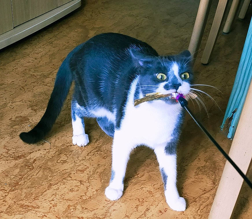 Eros participe au concours pour gagner de l'argent avec cette photo : carnivore, cat, felidae, floor, flooring, fur, iris, organism, paw, pet_supply, small_to_medium_sized_cats, snout, tail, terrestrial_animal, vertebrate, whiskers