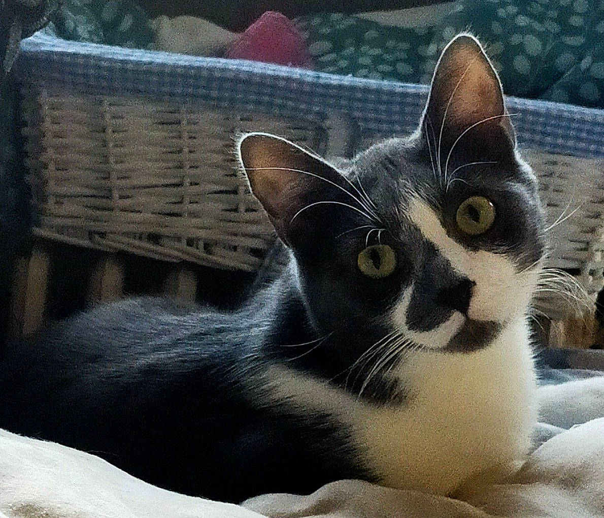 Eros participe au concours pour gagner de l'argent avec cette photo : black, carnivore, cat, domestic_short_haired_cat, felidae, fur, mesh, pet_supply, small_to_medium_sized_cats, snout, stock_photography, terrestrial_animal, vertebrate, whiskers