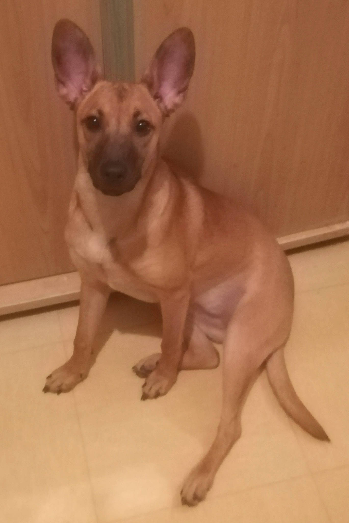 Réphyr a rejoint le concours — aidez-le/la à gagner de superbes lots ! canidae, carnivore, chihuahua, companion_dog, corgi_chihuahua, dog, dog_breed, dog_supply, ear, fawn, fur, liver, paw, snout, sporting_group, tail, terrestrial_animal, toy_dog, whiskers, working_animal