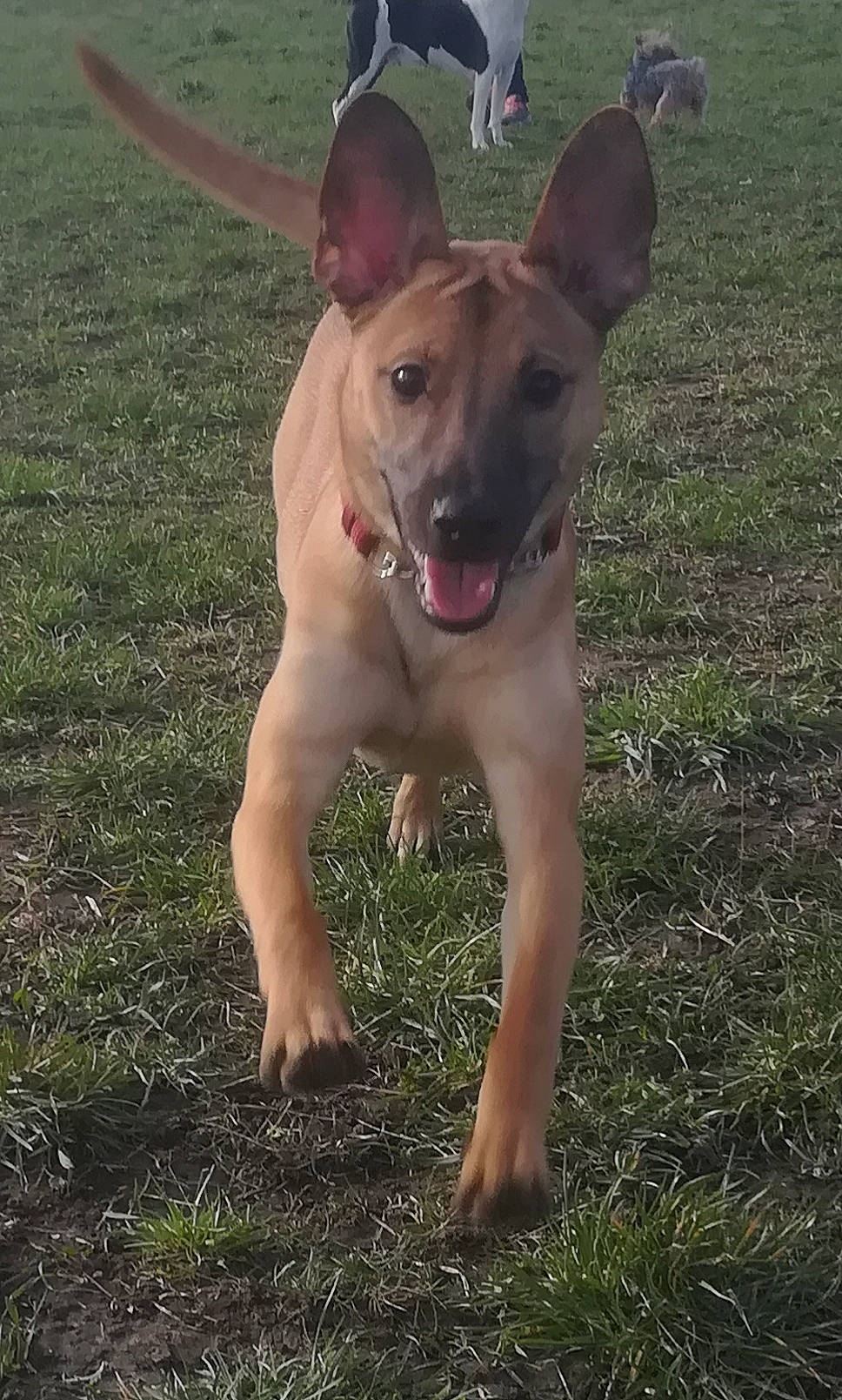 Réphyr a rejoint le concours — aidez-le/la à gagner de superbes lots ! canidae, carnivore, collar, companion_dog, corgi_chihuahua, dog, dog_breed, dog_collar, fawn, grass, hunting_dog, liver, paw, snout, sporting_group, tail, terrestrial_animal, whiskers, working_animal, working_dog