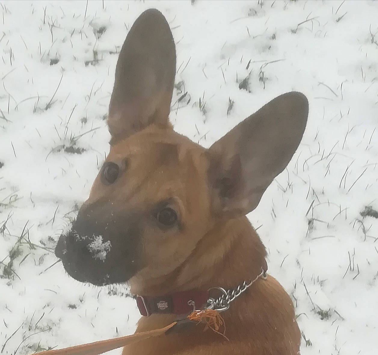 Réphyr a rejoint le concours — aidez-le/la à gagner de superbes lots ! canidae, carnivore, collar, companion_dog, dog, dog_breed, dog_collar, dog_supply, ear, fawn, fur, pet_supply, snout, snow, sporting_group, tail, terrestrial_animal, whiskers, winter, working_animal