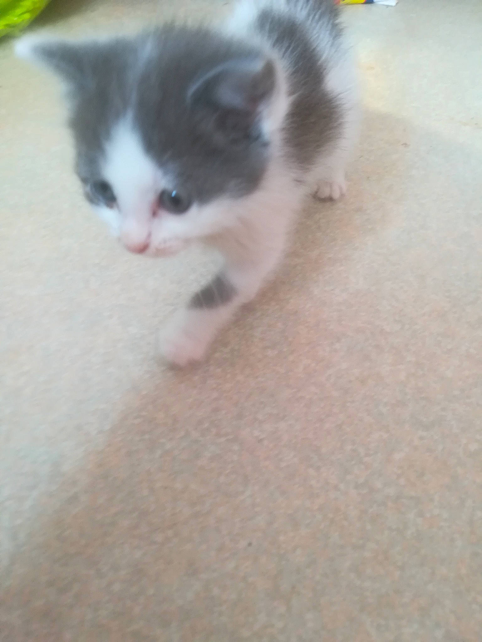 Seïka participe au concours pour gagner de l'argent avec cette photo : carnivore, cat, dog_breed, domestic_short_haired_cat, eye, fawn, felidae, floor, flooring, foot, hair, hardwood, head, human_body, paw, small_to_medium_sized_cats, snout, tail, whiskers, wood