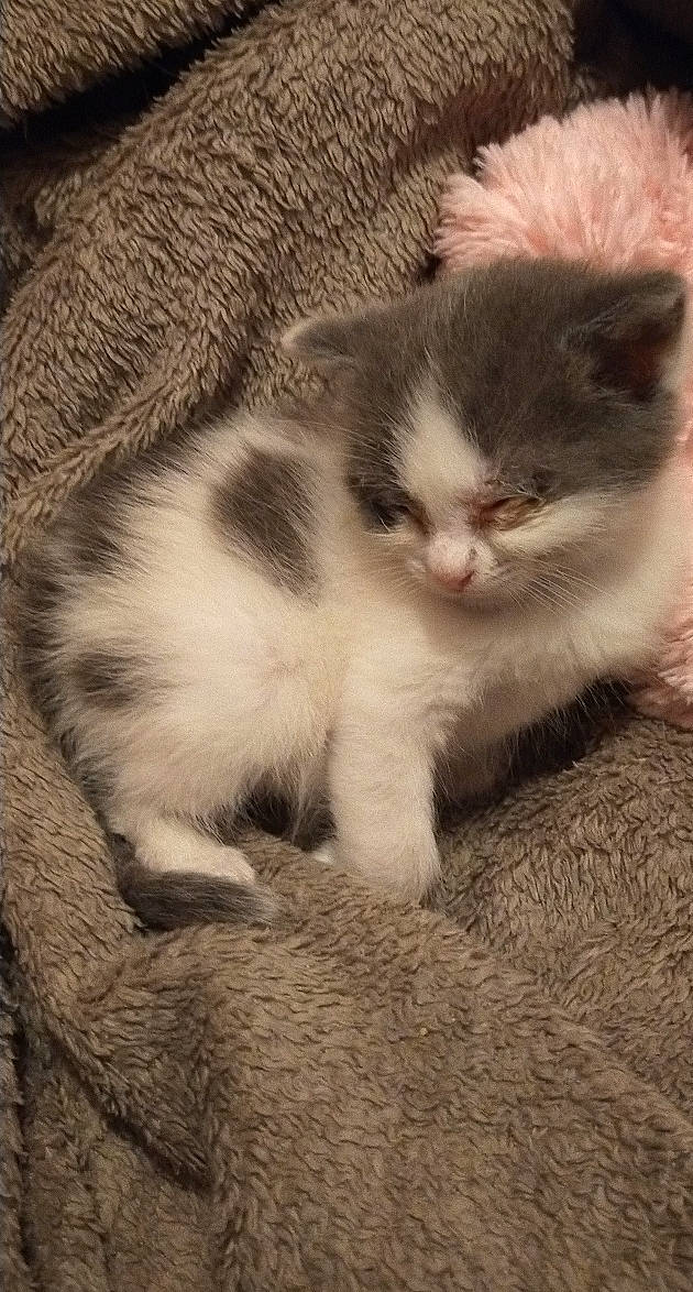 Seïka a rejoint le concours — aidez-le/la à gagner de superbes lots ! carnivore, cat, claw, cloud, comfort, domestic_short_haired_cat, fawn, felidae, foot, fur, paw, photo_caption, plant, small_to_medium_sized_cats, snout, tail, terrestrial_animal, whiskers, wood