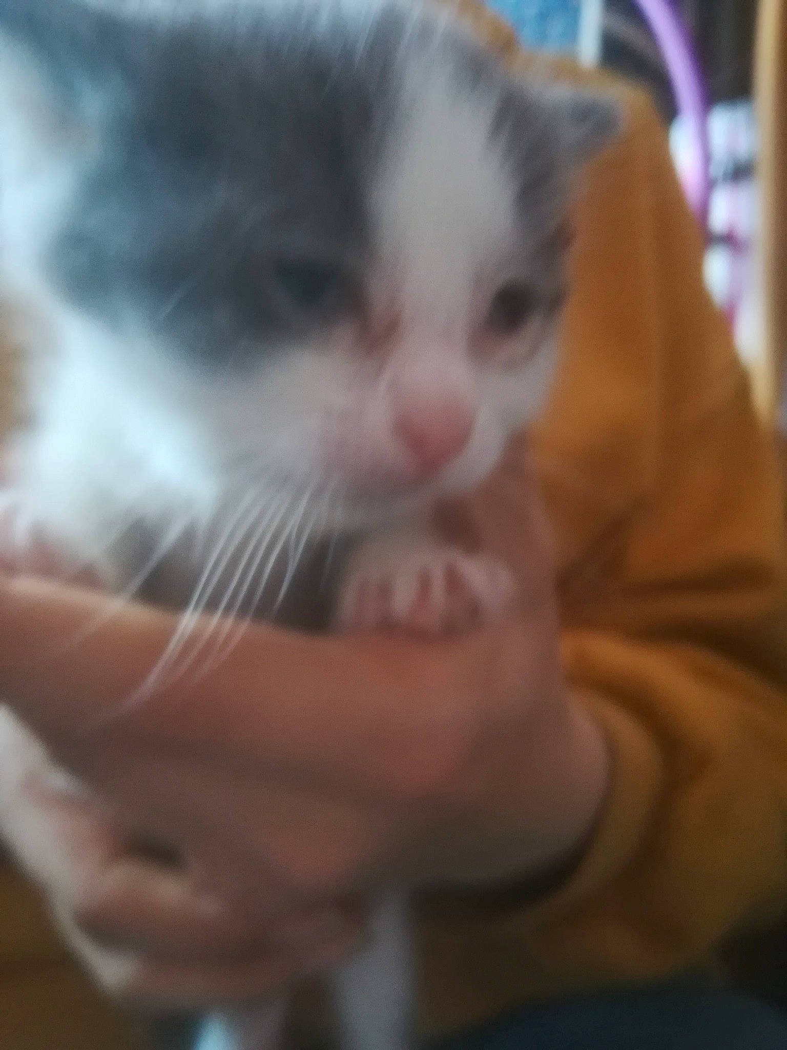 Seïka a rejoint le concours — aidez-le/la à gagner de superbes lots ! carnivore, cat, comfort, ear, eye, eyelash, felidae, finger, fur, gesture, happy, human_body, jaw, leg, nail, nose, small_to_medium_sized_cats, snout, thumb, whiskers