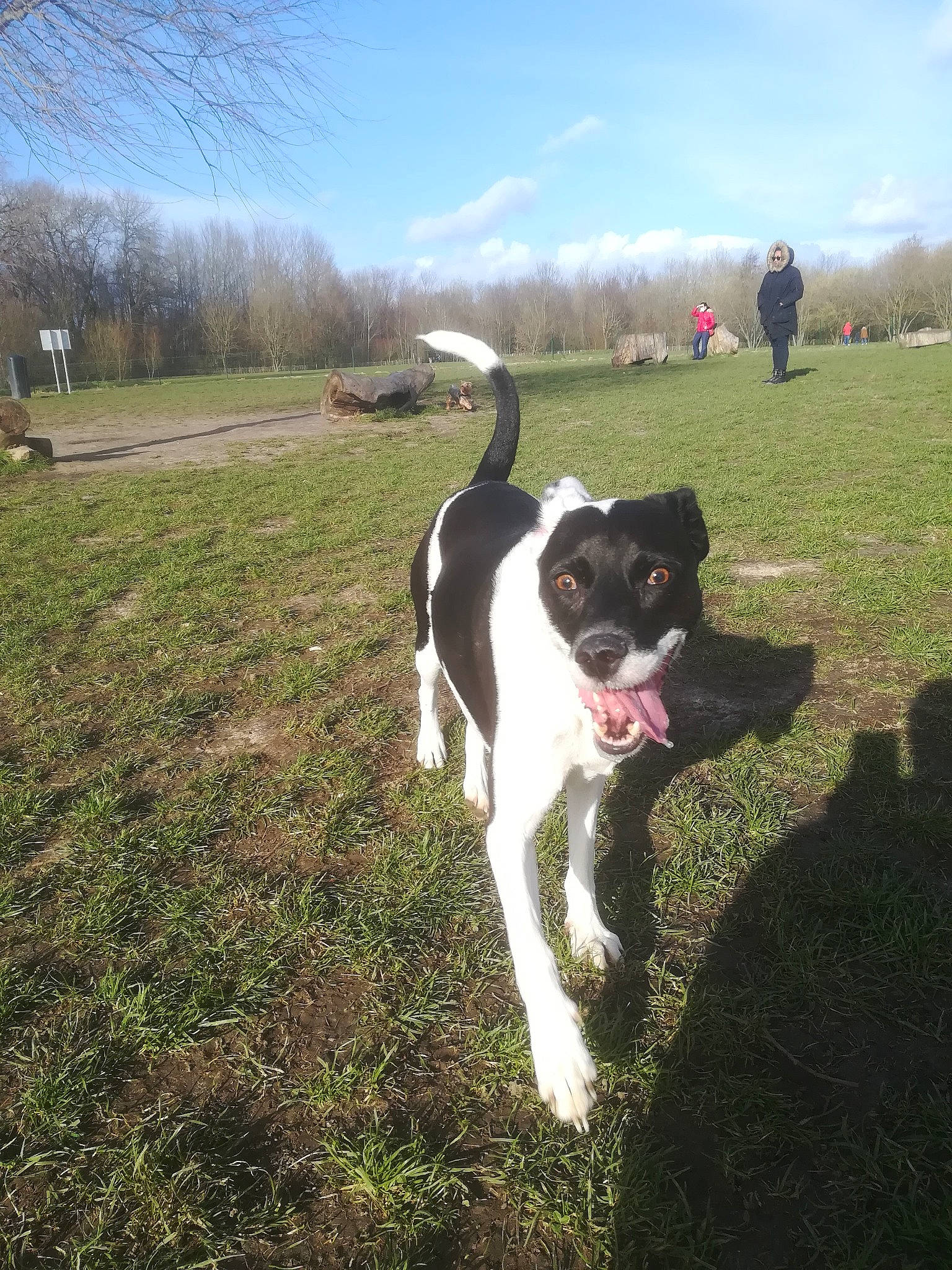 Lucky a rejoint le concours — aidez-le/la à gagner de superbes lots ! adventure, canidae, carnivore, cloud, companion_dog, dog, dog_breed, fawn, grass, grassland, pasture, plant, sky, snout, soil, sporting_group, tail, tree, walking, working_animal