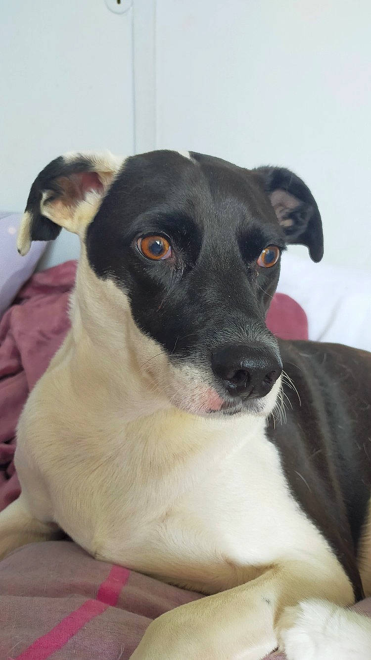 Lucky a rejoint le concours — aidez-le/la à gagner de superbes lots ! canidae, carnivore, collar, companion_dog, dog, dog_breed, dog_supply, fawn, mammal, neck, pet_supply, snout, sporting_group, whiskers, working_animal, working_dog