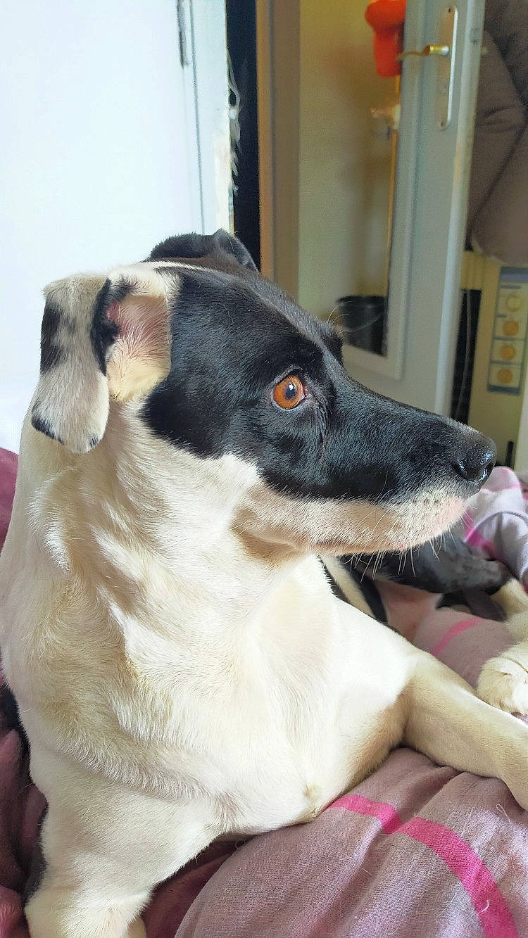 Lucky a rejoint le concours — aidez-le/la à gagner de superbes lots ! canidae, carnivore, collar, comfort, companion_dog, dog, dog_breed, dog_collar, dog_supply, fur, mammal, pet_supply, small_terrier, snout, sporting_group, vertebrate, whiskers, working_animal, working_dog