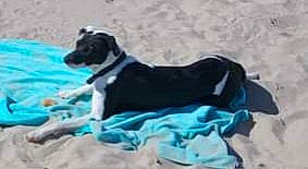 Lucky a rejoint le concours — aidez-le/la à gagner de superbes lots ! aqua, black, borador, canidae, carnivore, collar, companion_dog, dog, dog_breed, dog_collar, dog_supply, grey, sporting_group, tail, teal, turquoise, vertebrate, white, working_animal, working_dog