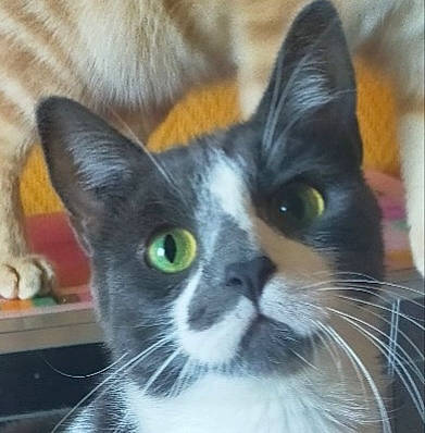 Eros a rejoint le concours — aidez-le/la à gagner de superbes lots ! carnivore, cat, collar, domestic_short_haired_cat, felidae, fur, grey, iris, organ, organism, small_to_medium_sized_cats, snout, terrestrial_animal, vertebrate, whiskers