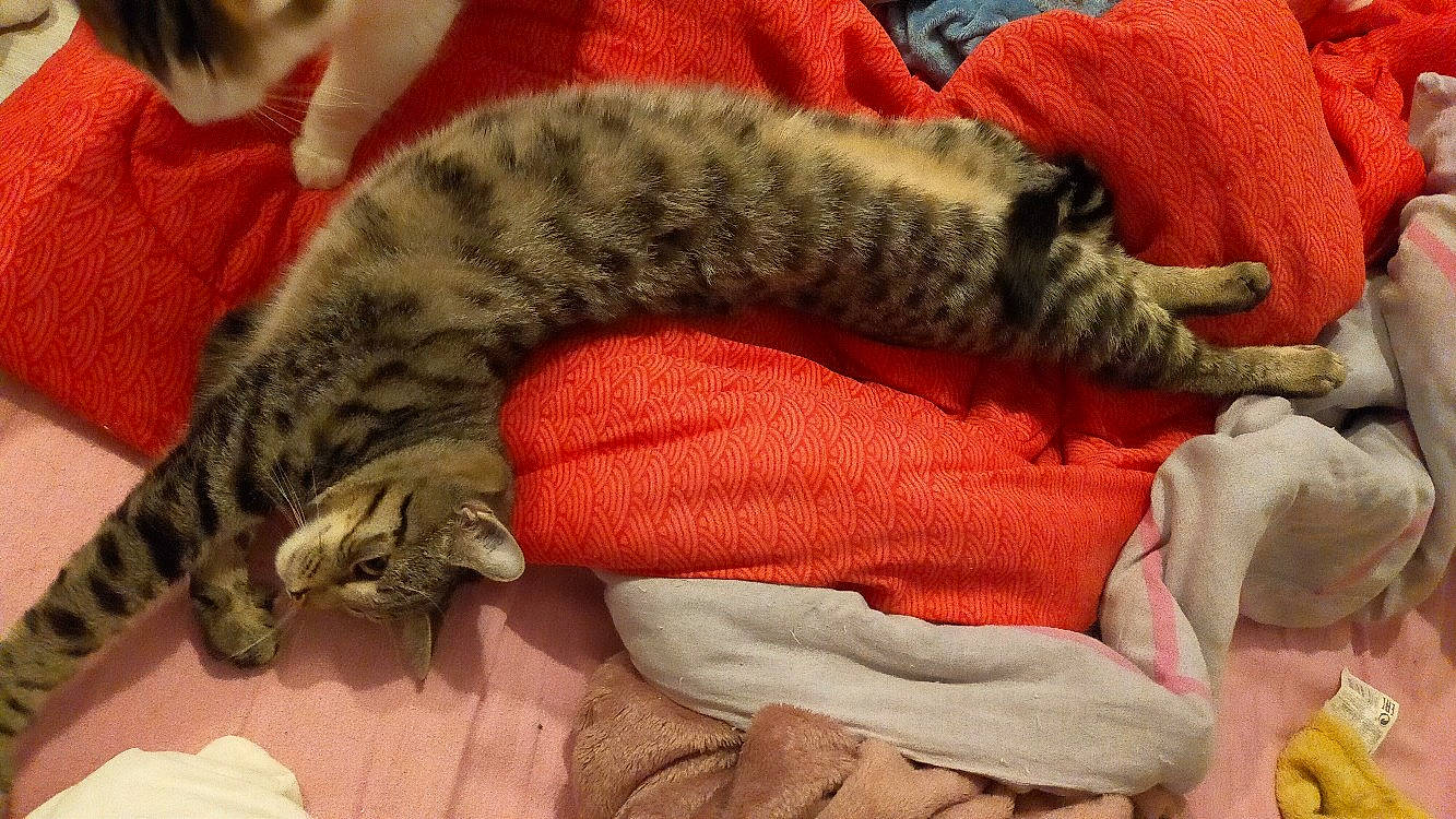 Mouphassa participe au concours pour gagner de l'argent avec cette photo : blanket, carnivore, cat, cat_bed, cat_supply, comfort, felidae, fur, knitting, nap, pet_supply, small_to_medium_sized_cats, sweater, tail, textile, thread, whiskers, wool, woolen, woven_fabric