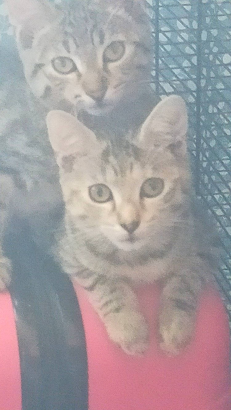 Mouphassa participe au concours pour gagner de l'argent avec cette photo : carnivore, cat, domestic_short_haired_cat, drawing, felidae, fur, iris, mesh, paint, small_to_medium_sized_cats, snout, vertebrate, whiskers