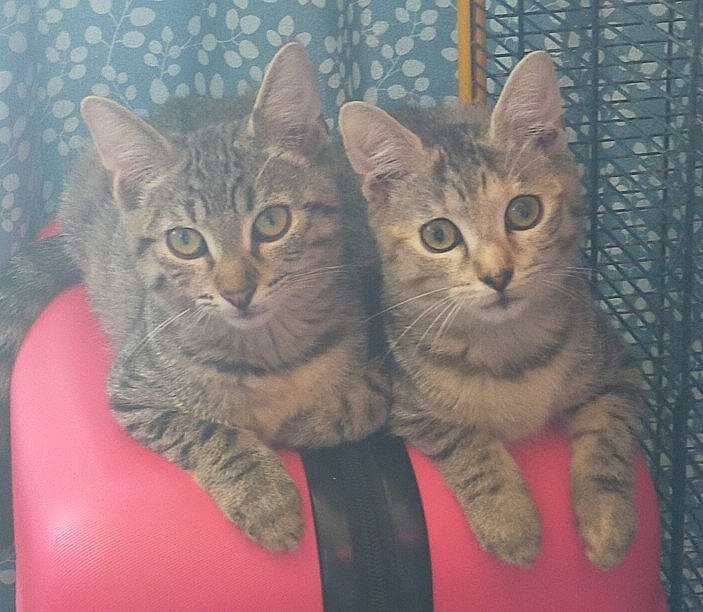 Mouphassa a rejoint le concours — aidez-le/la à gagner de superbes lots ! carnivore, cat, domestic_short_haired_cat, european_shorthair, felidae, fur, pet_supply, small_to_medium_sized_cats, snout, tabby_cat, toe, vertebrate, whiskers