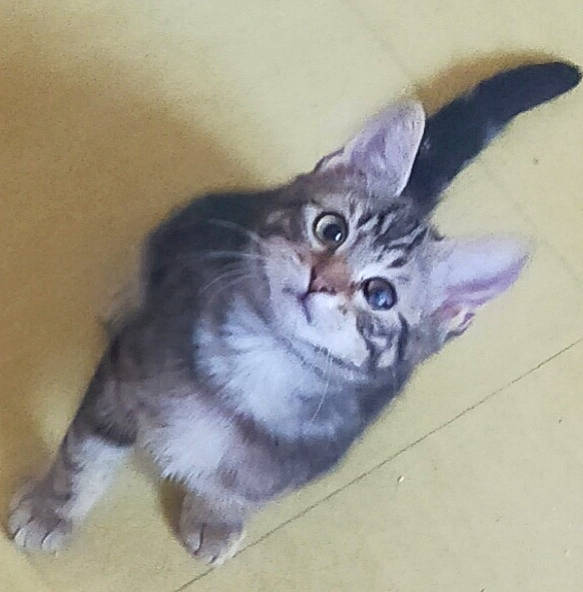 Rayco Et Rina participe au concours pour gagner de l'argent avec cette photo : carnivore, cat, domestic_short_haired_cat, drawing, felidae, fur, iris, kitten, paint, painting, small_to_medium_sized_cats, snout, tail, vertebrate, whiskers