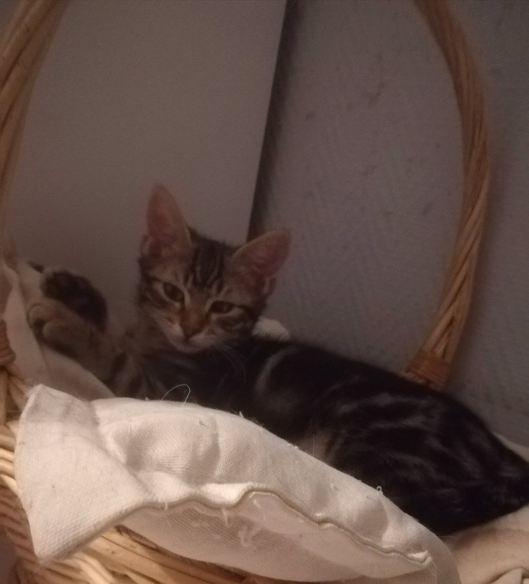 Rayco Et Rina a rejoint le concours — aidez-le/la à gagner de superbes lots ! carnivore, cat, cat_supply, comfort, domestic_short_haired_cat, felidae, fur, kitten, pet_supply, small_to_medium_sized_cats, tail, terrestrial_animal, vertebrate, whiskers