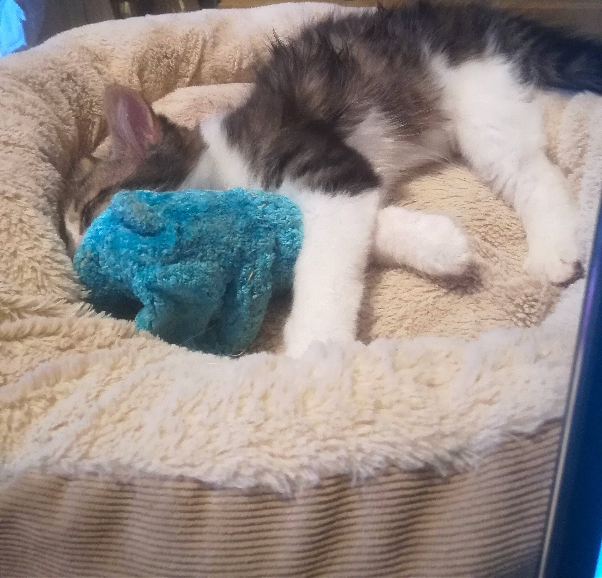 Rayco Et Rina participe au concours pour gagner de l'argent avec cette photo : aqua, carnivore, cat, cat_bed, cat_furniture, cat_supply, claw, comfort, felidae, fiber, fur, nap, paw, pet_supply, small_to_medium_sized_cats, tail, teal, turquoise, vertebrate, whiskers