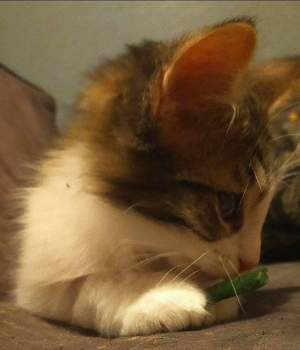 Rayco Et Rina a rejoint le concours — aidez-le/la à gagner de superbes lots ! beige, brown, carnivore, cat, fawn, felidae, fur, small_to_medium_sized_cats, snout, whiskers