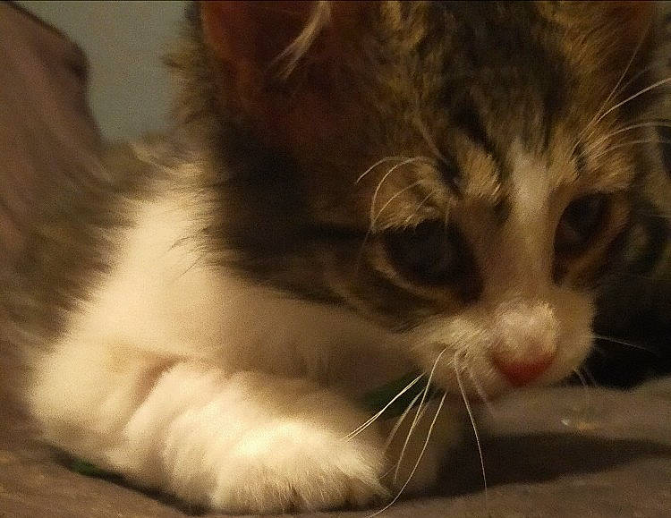 Rayco Et Rina a rejoint le concours — aidez-le/la à gagner de superbes lots ! beige, brown, carnivore, cat, domestic_short_haired_cat, fawn, felidae, fur, paw, small_to_medium_sized_cats, snout, terrestrial_animal, vertebrate, whiskers