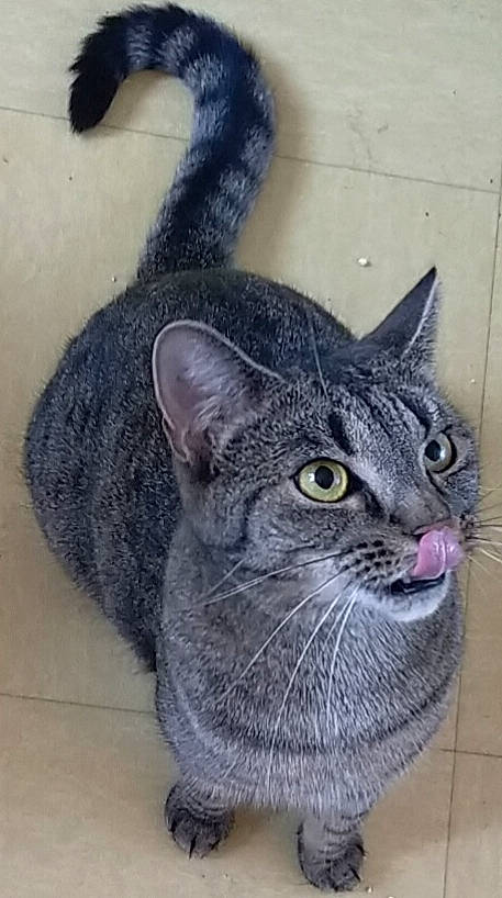 Fidji a rejoint le concours — aidez-le/la à gagner de superbes lots ! carnivore, cat, domestic_short_haired_cat, felidae, floor, fur, grey, iris, small_to_medium_sized_cats, snout, tail, terrestrial_animal, tile, vertebrate, whiskers