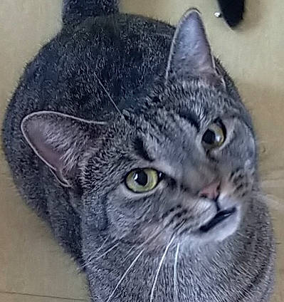 Fidji a rejoint le concours — aidez-le/la à gagner de superbes lots ! carnivore, cat, domestic_short_haired_cat, european_shorthair, felidae, fur, grey, iris, mammal, small_to_medium_sized_cats, snout, tabby_cat, terrestrial_animal, vertebrate, whiskers